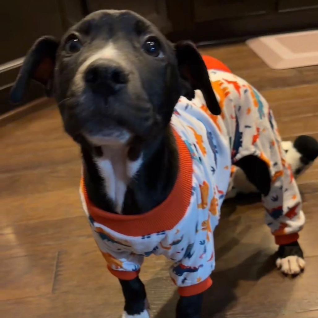Enlarge Candy Hearts, a Adoptable Mixed Breed in Fredericksburg, VA image 2/6