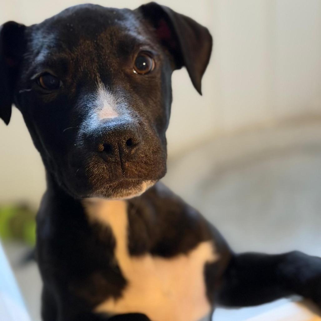 Enlarge Candy Hearts, a Adoptable Mixed Breed in Fredericksburg, VA image 3/6