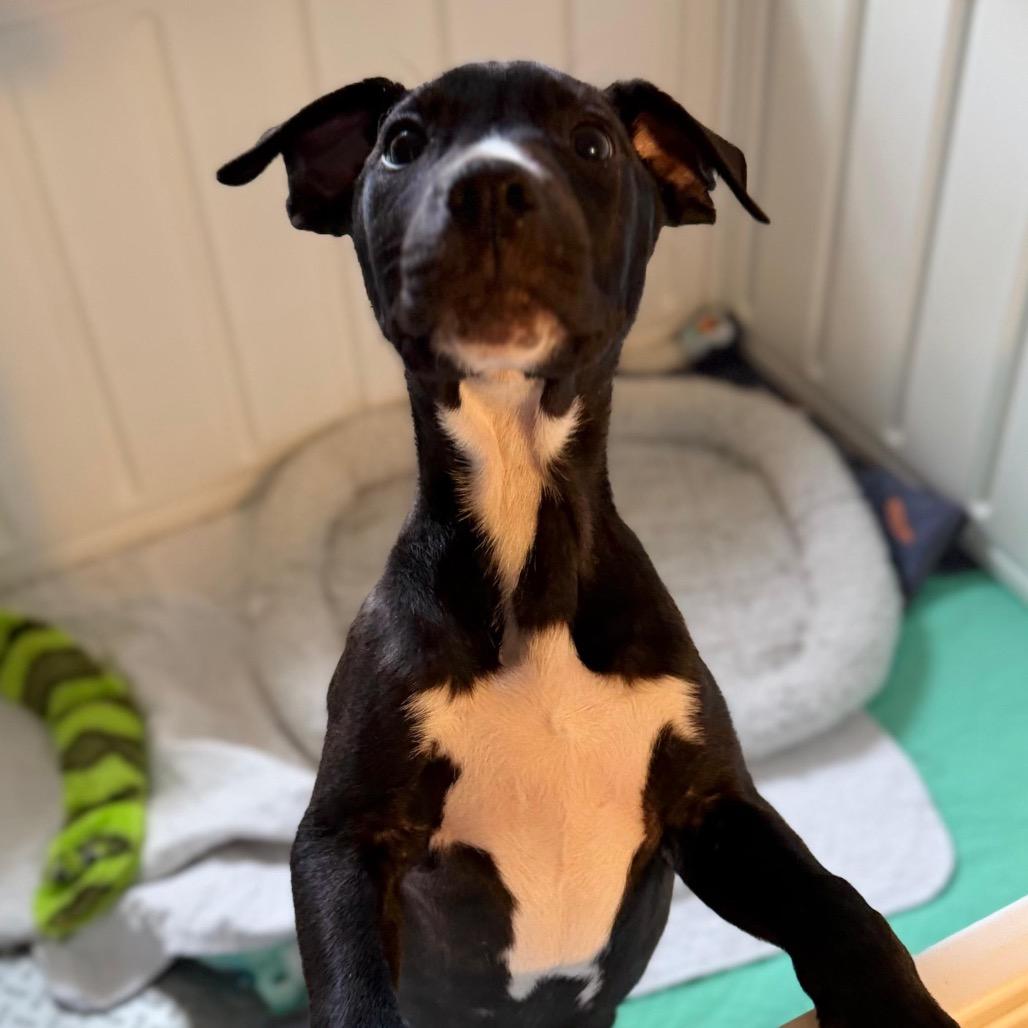 Enlarge Candy Hearts, a Adoptable Mixed Breed in Fredericksburg, VA image 4/6
