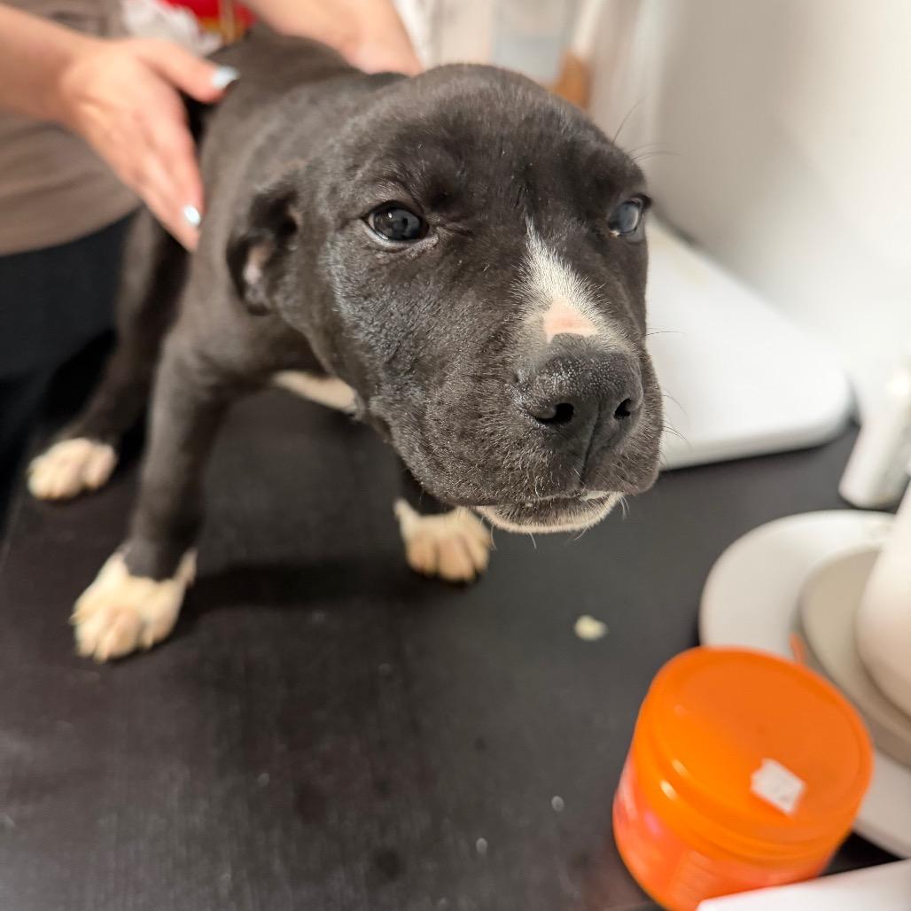 Enlarge Candy Hearts, a Adoptable Mixed Breed in Fredericksburg, VA image 5/6