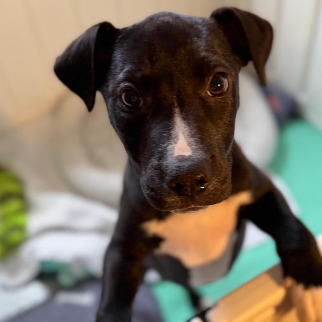 Enlarge Candy Hearts, a Adoptable Mixed Breed in Fredericksburg, VA image 6/6