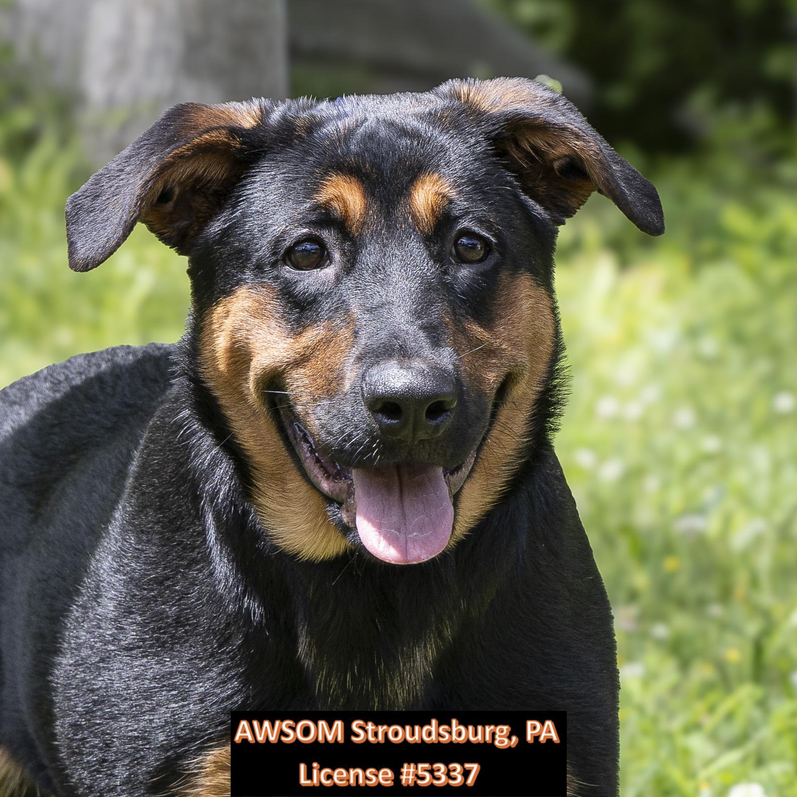 Enlarge Lily, an adoptable mixed breed in Stroudsburg, PA image 1/2