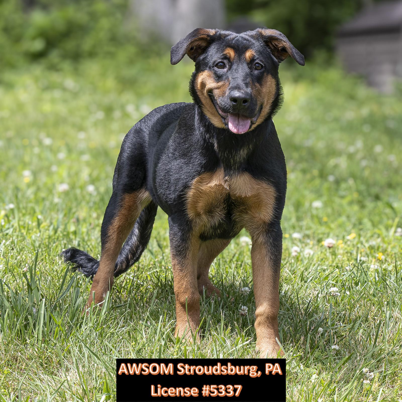 Enlarge Lily, an adoptable mixed breed in Stroudsburg, PA image 2/2