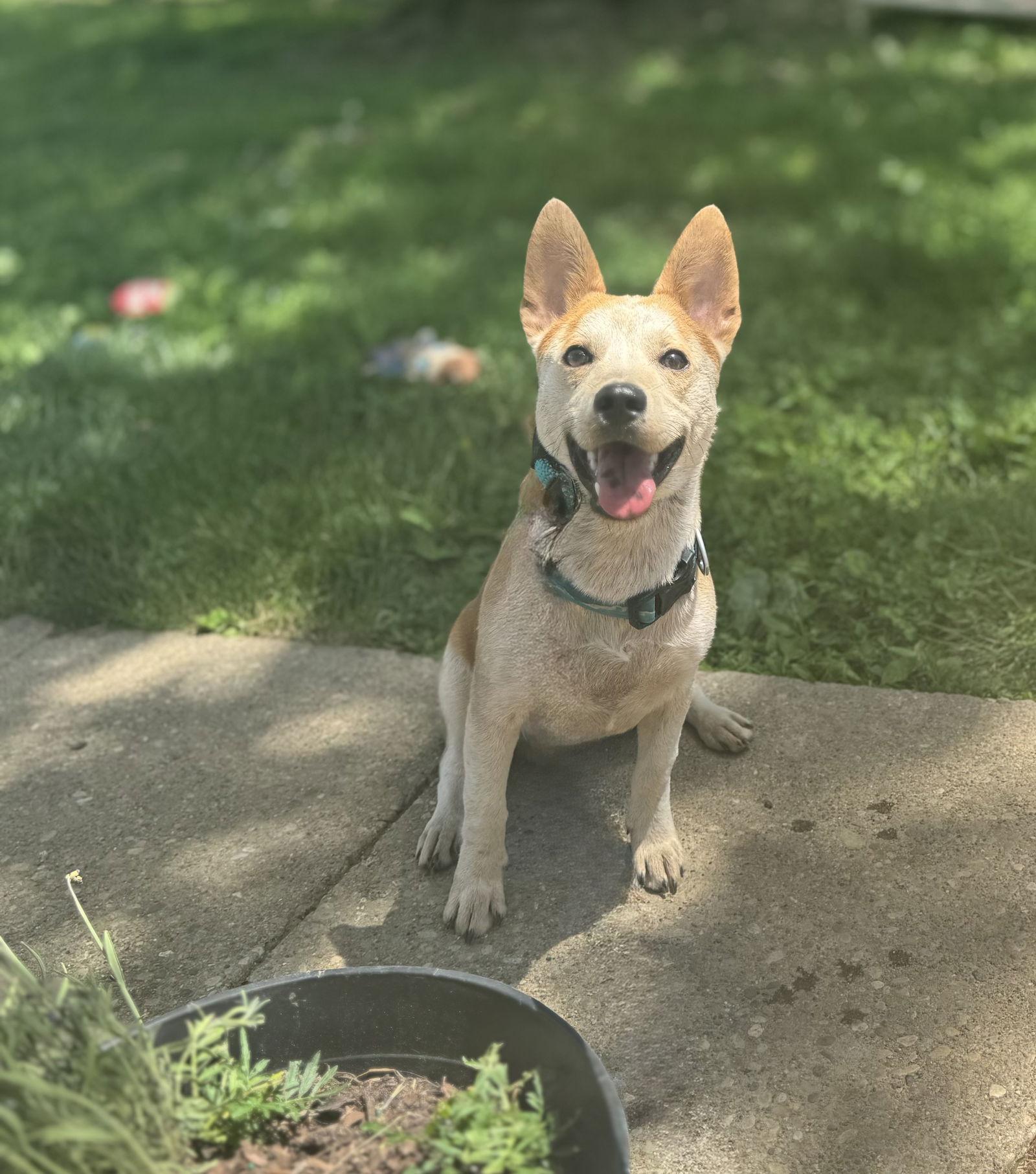 Charlie *I'm always smiling*, Adoptable, Puppy Male Corgi.