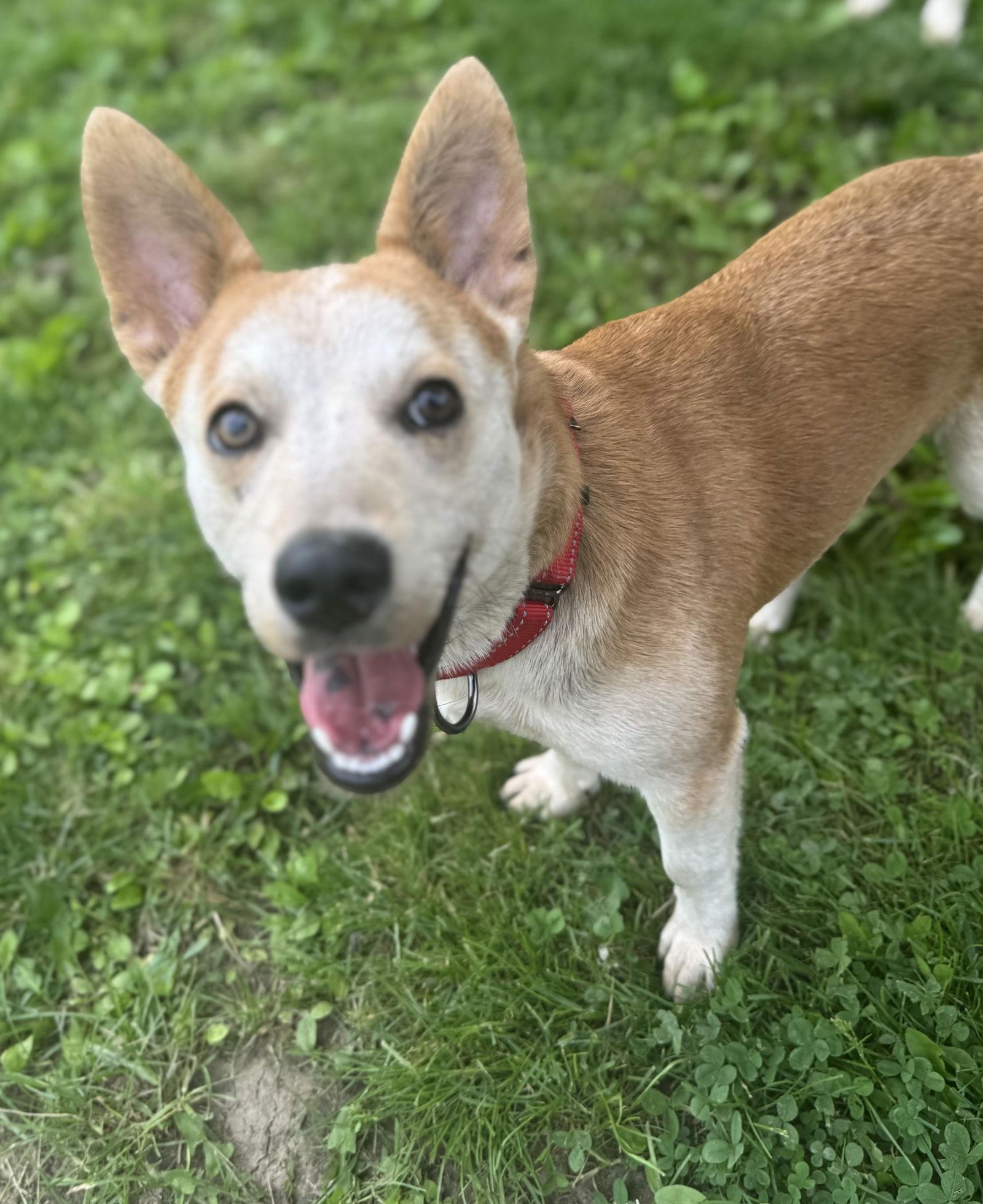 Charlie *I'm always smiling*, a Adoptable Corgi in Florence, KY image 2/2