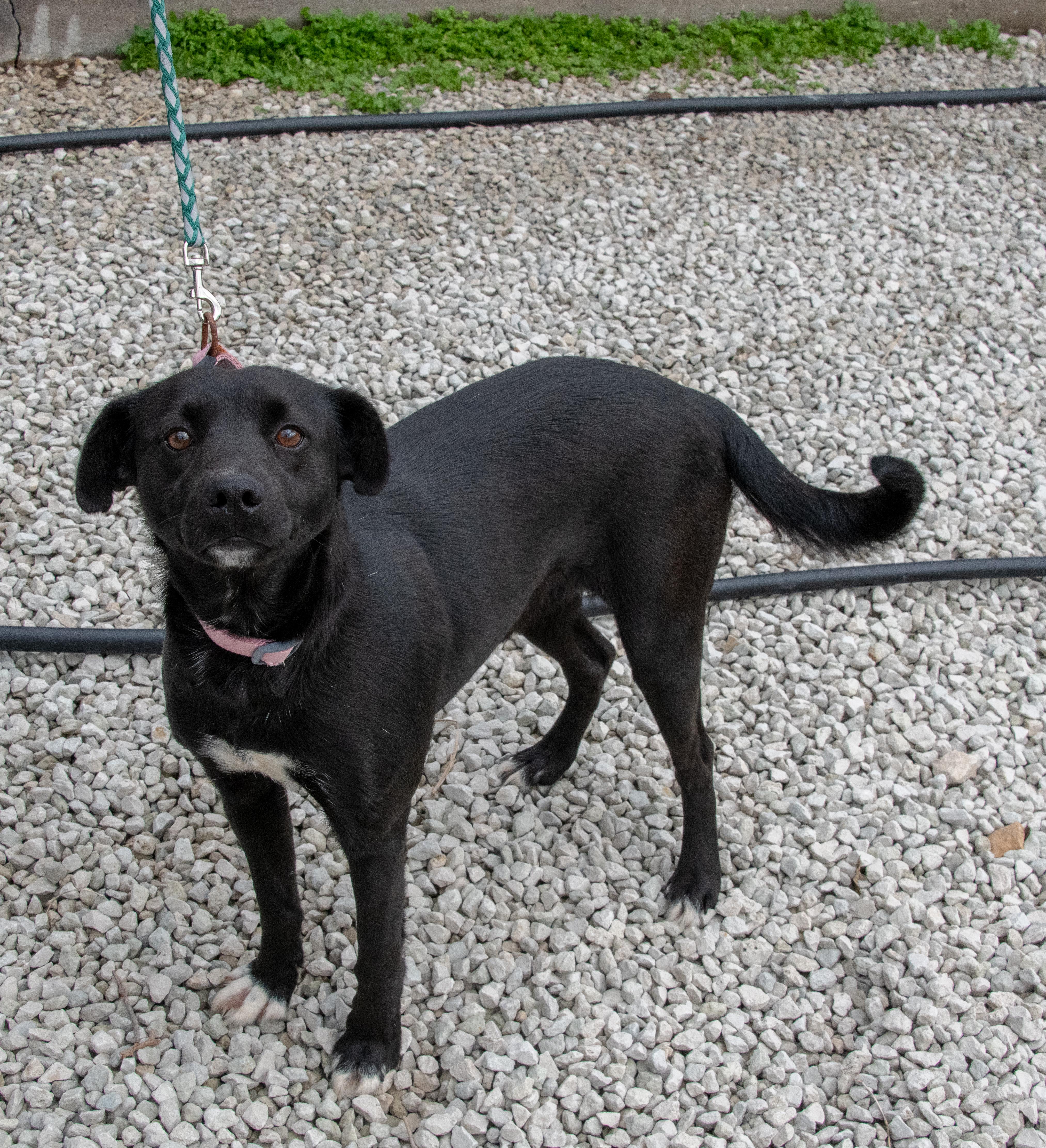 Honey, Adoptable, Young Female Black Labrador Retriever & Border Collie.