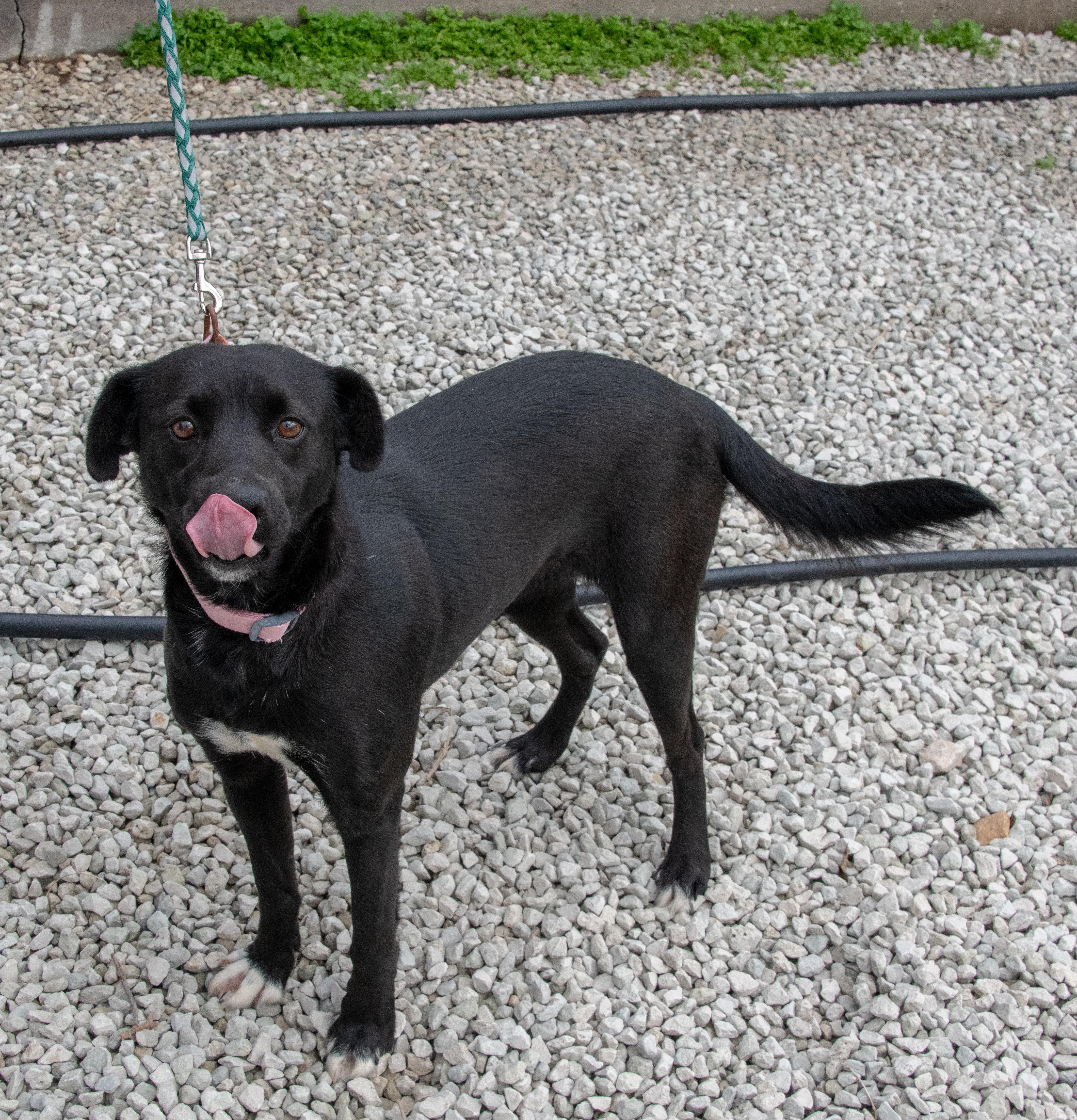 Enlarge Honey, a Adoptable mixed breed in Mayetta, KS image 3/6