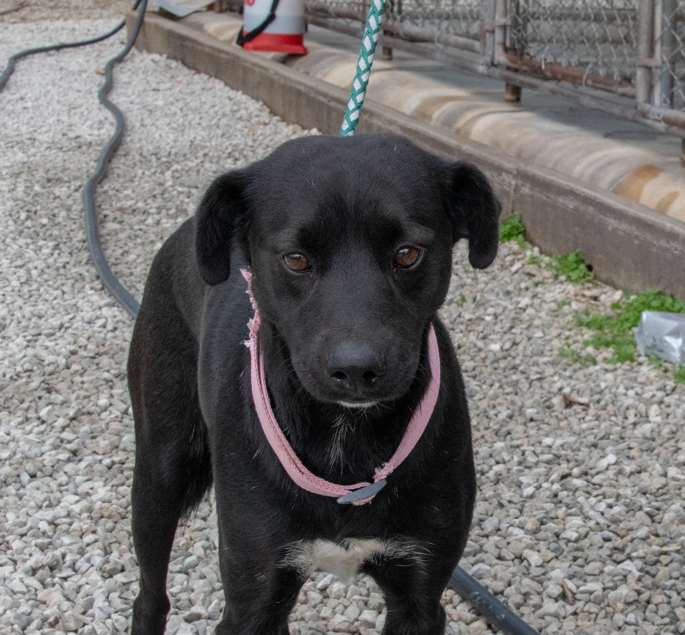 Enlarge Honey, a Adoptable mixed breed in Mayetta, KS image 6/6
