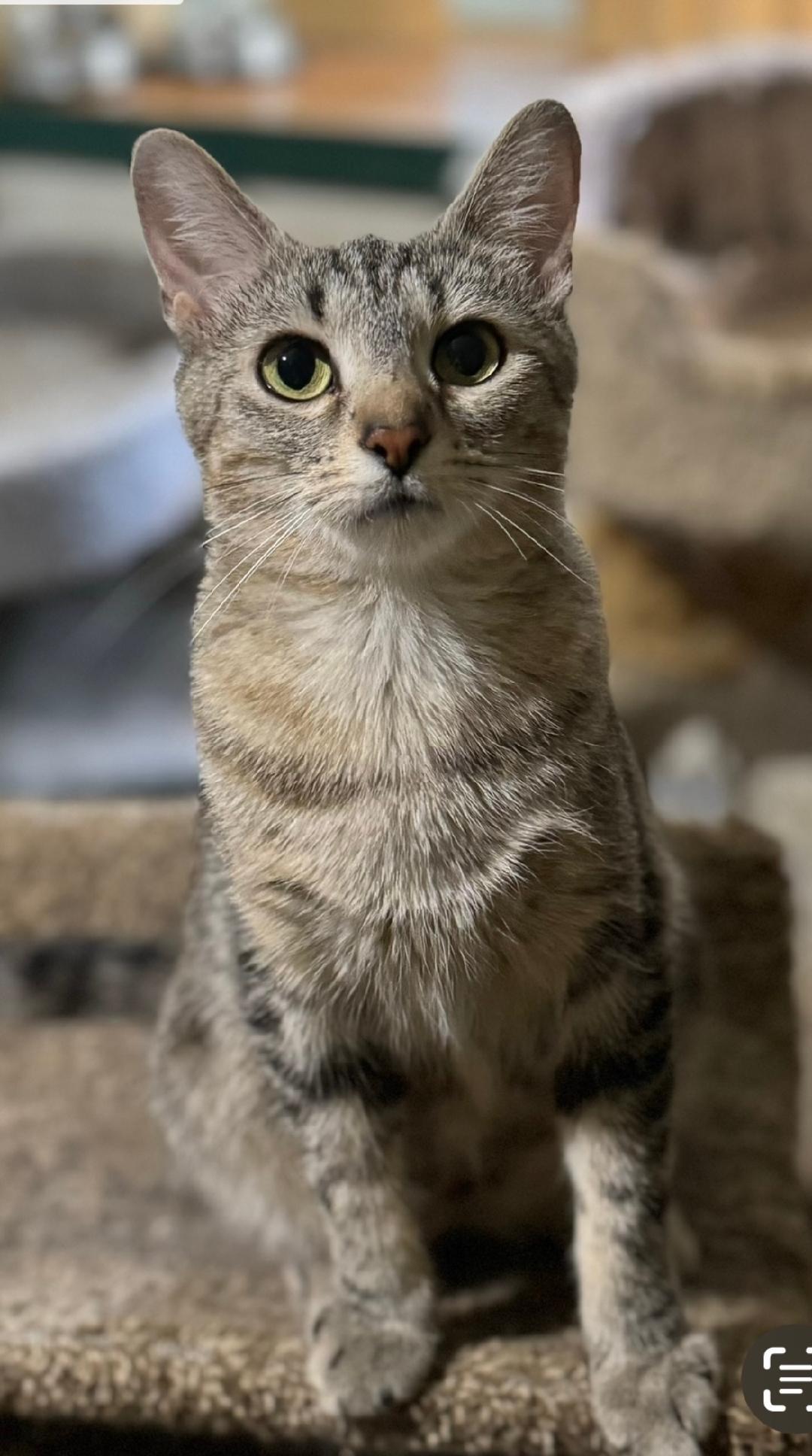 Pepper, Young Female Domestic Short Hair