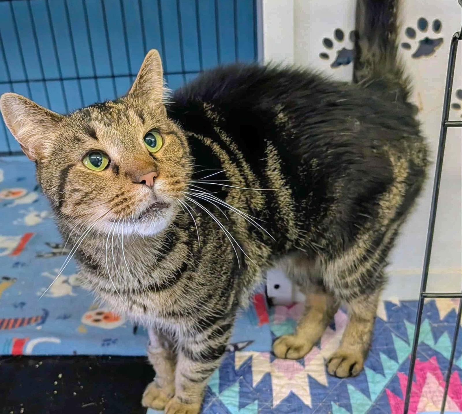 SUMMER, Adoptable, Adult Female Domestic Short Hair.