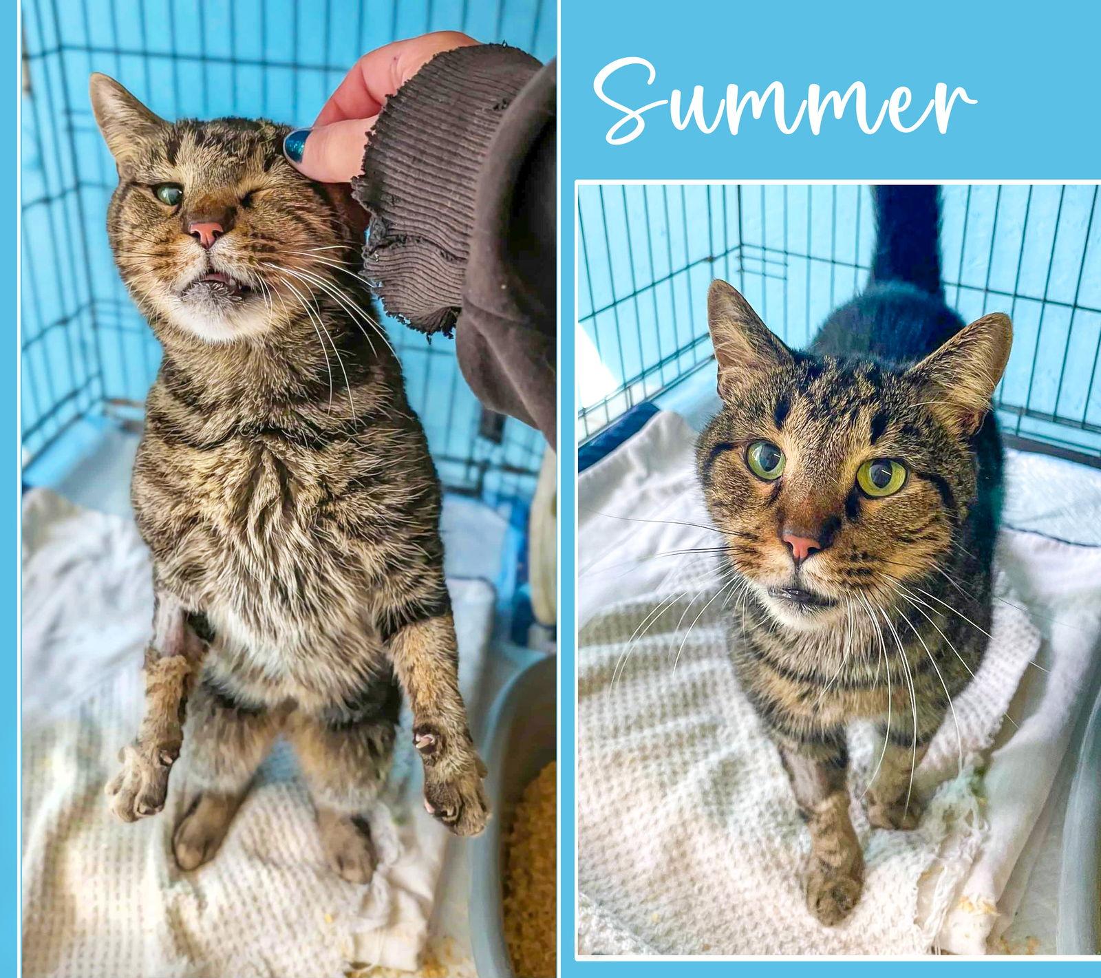 Enlarge SUMMER, a Adoptable Domestic Short Hair in Flint Hill, VA image 2/3