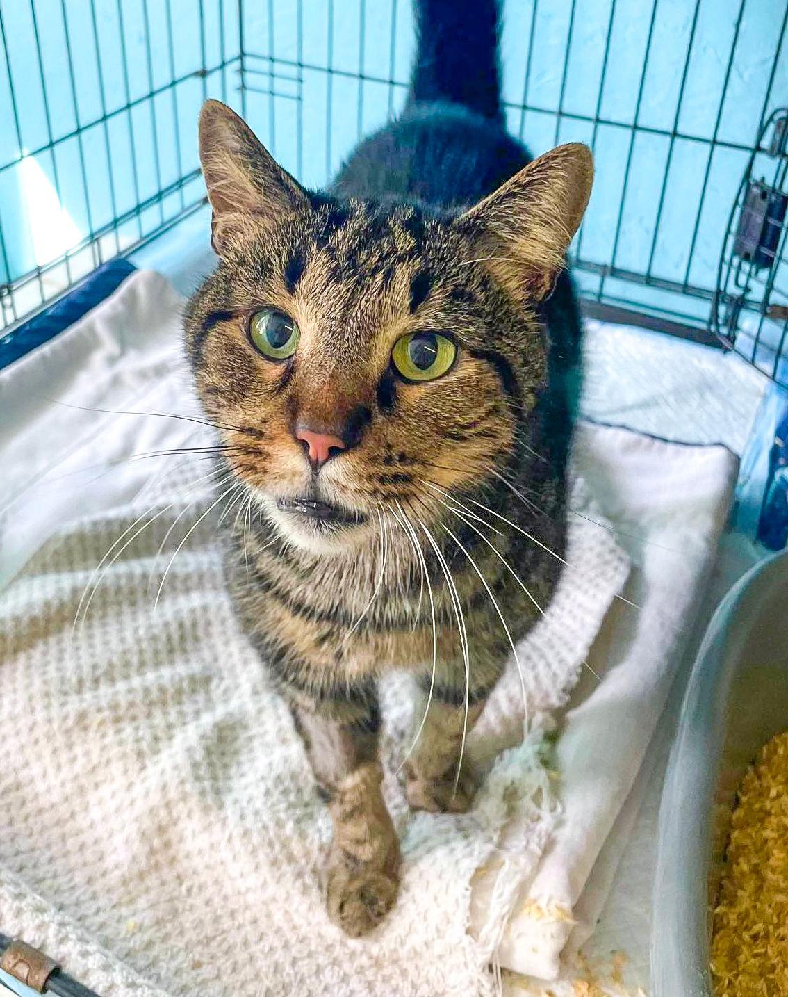 Enlarge SUMMER, a Adoptable Domestic Short Hair in Flint Hill, VA image 3/3