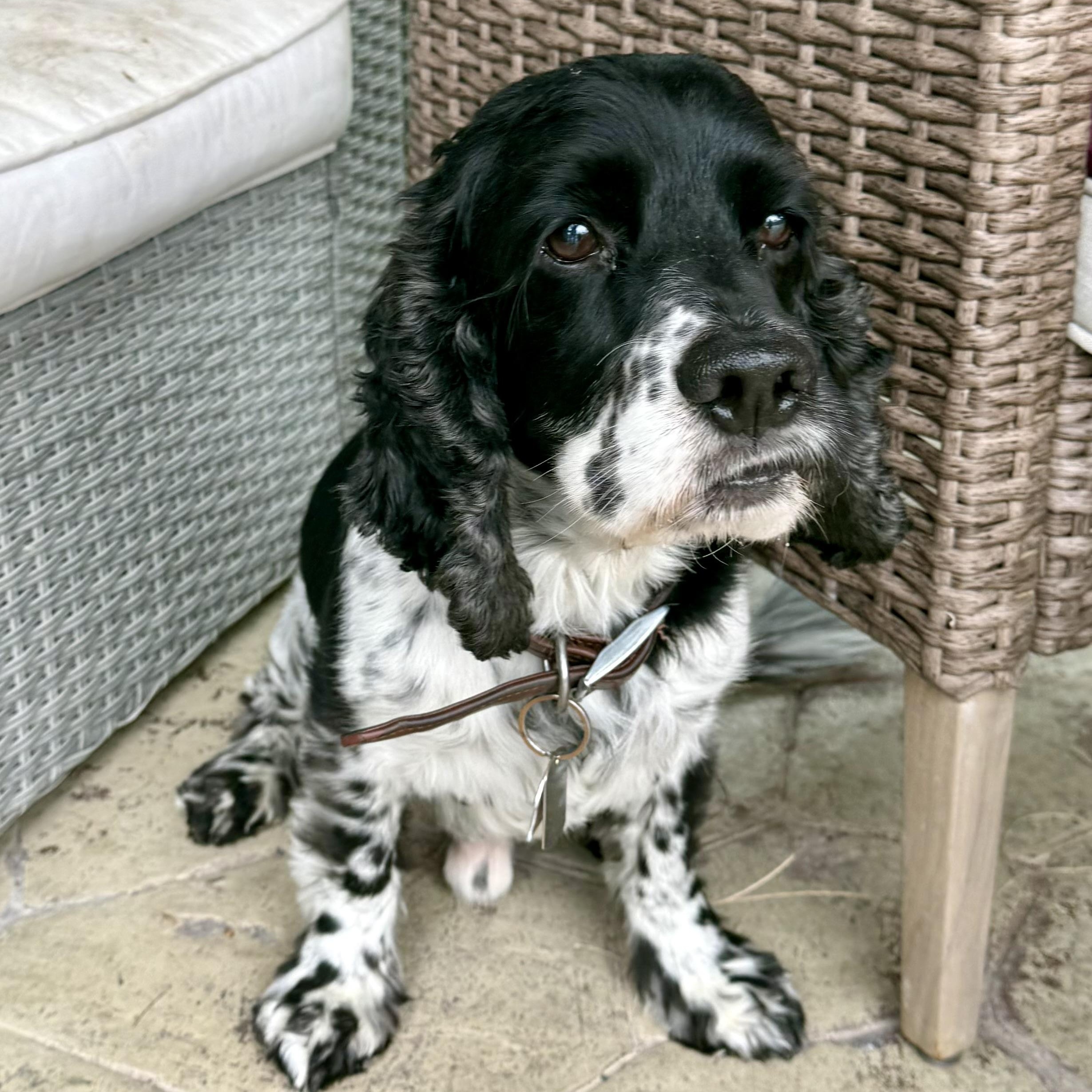 Enlarge Kobe, a ADOPTABLE English Cocker Spaniel in modesto, CA image 1/5