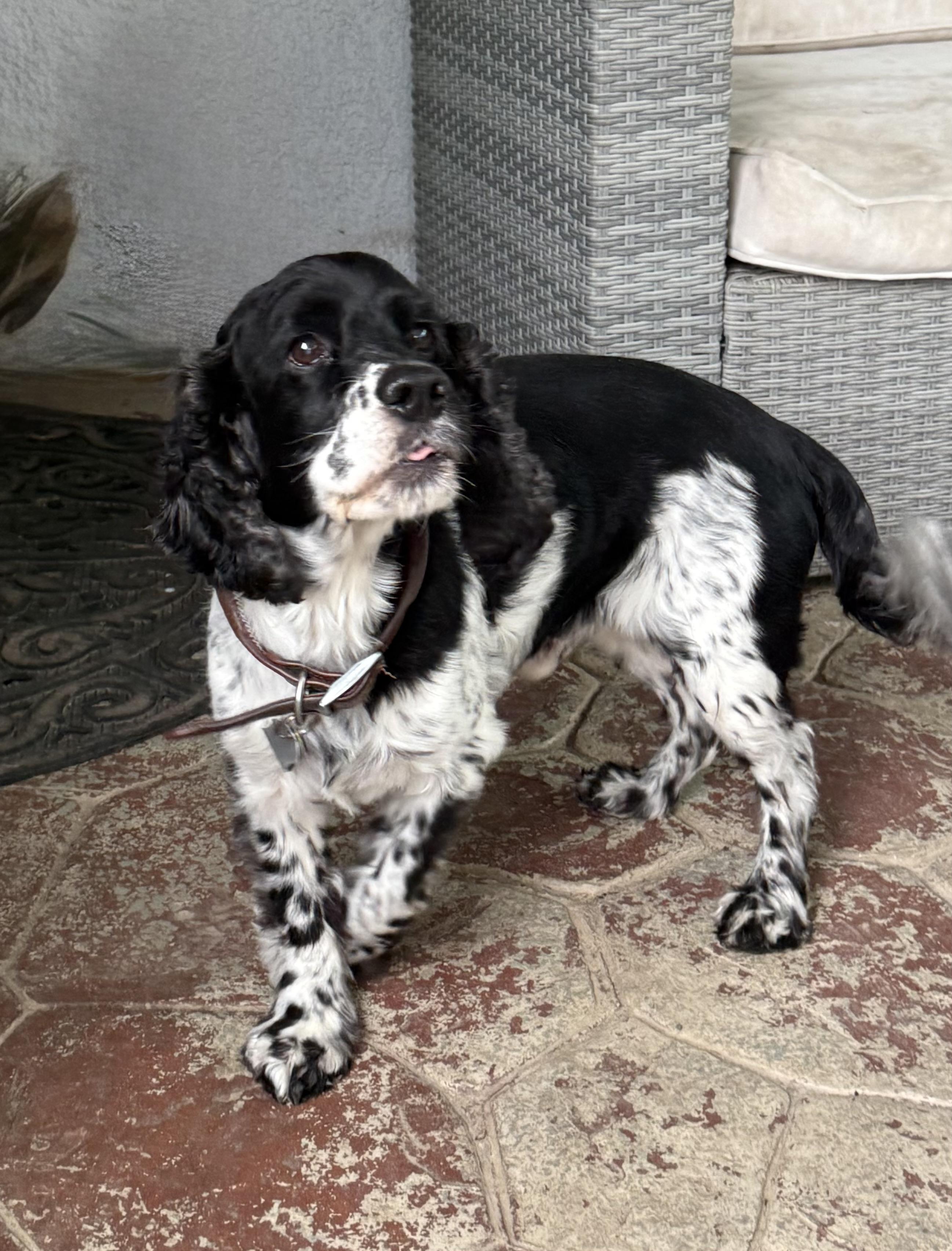 Enlarge Kobe, a ADOPTABLE English Cocker Spaniel in modesto, CA image 5/5