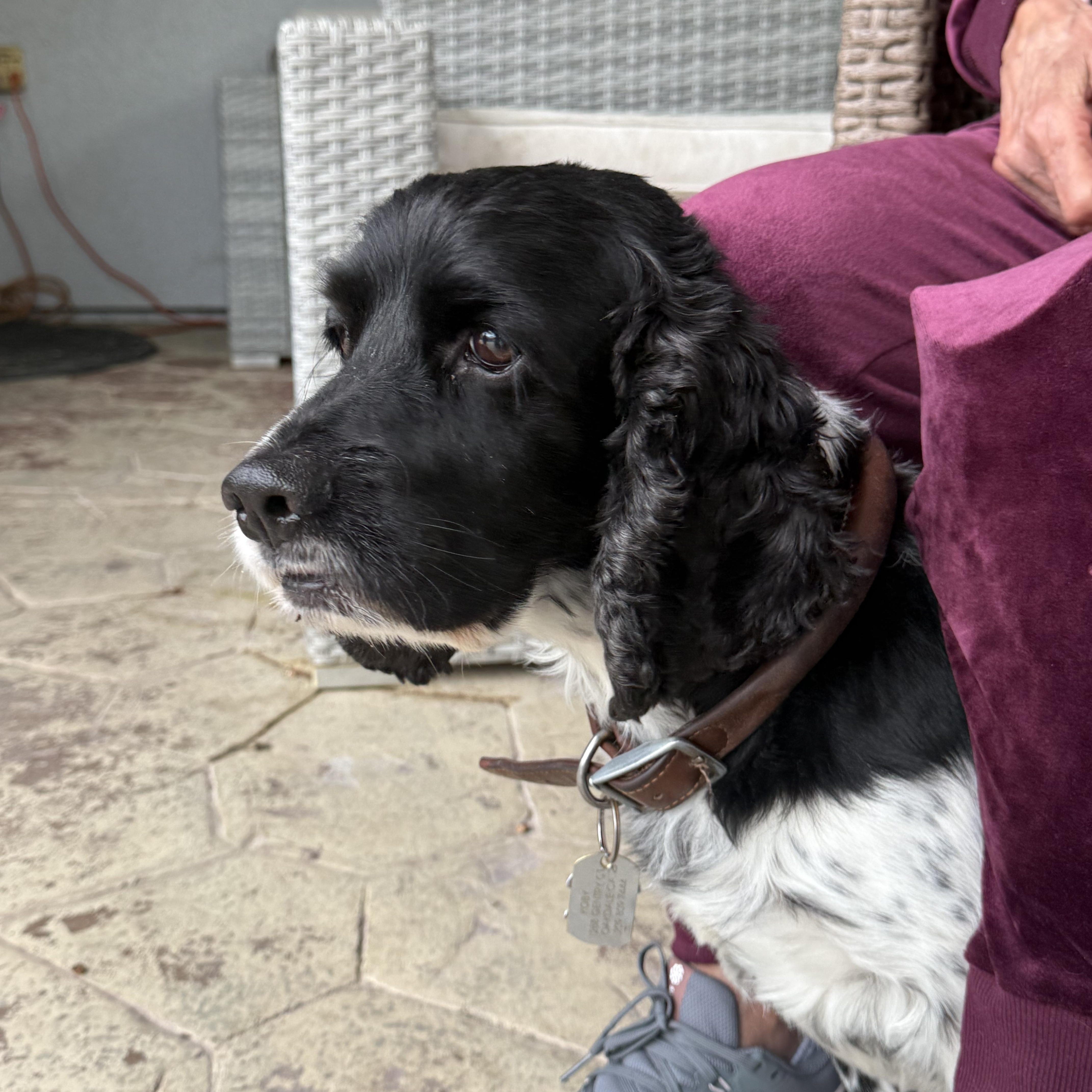 Enlarge Kobe, a ADOPTABLE English Cocker Spaniel in modesto, CA image 2/5