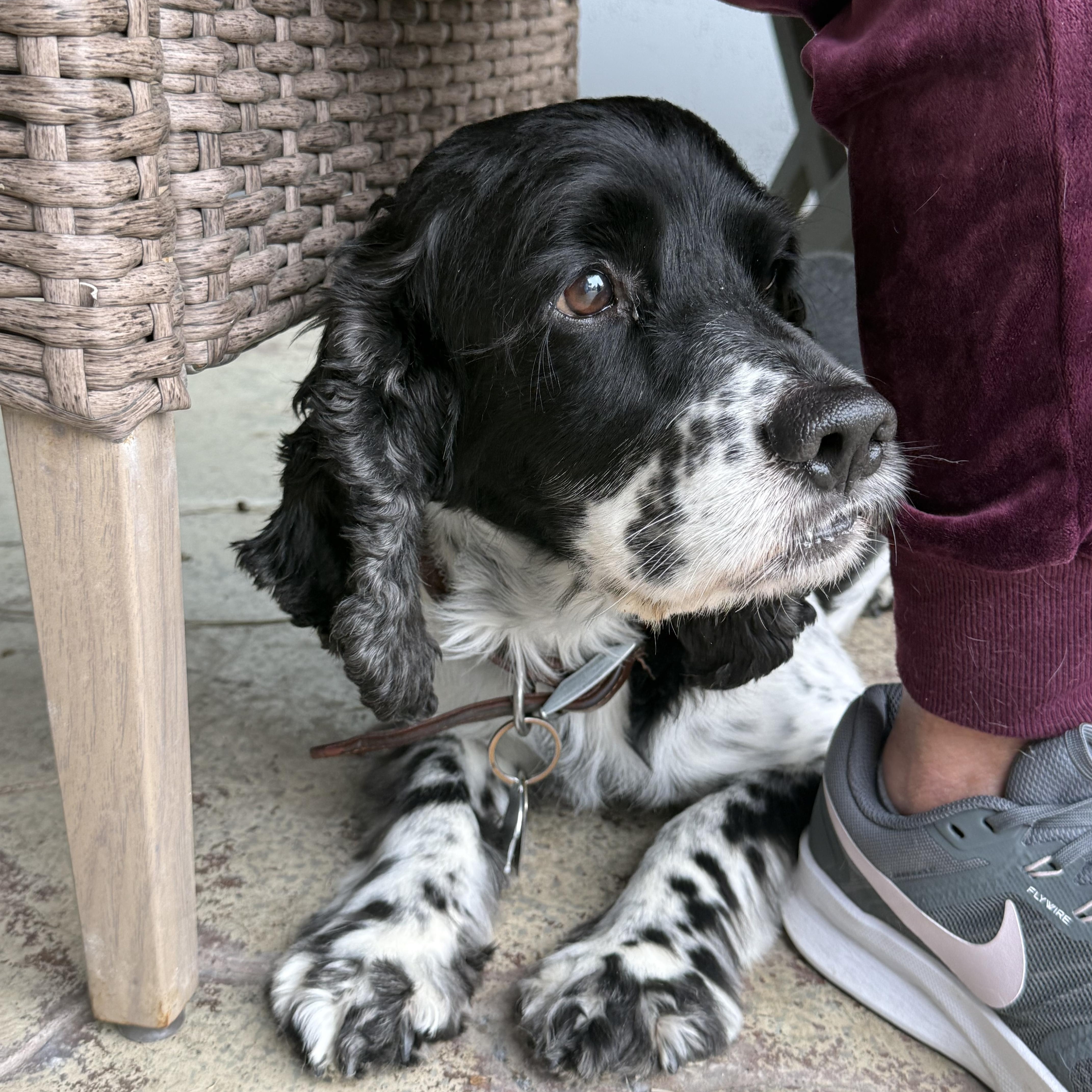Enlarge Kobe, a ADOPTABLE English Cocker Spaniel in modesto, CA image 3/5