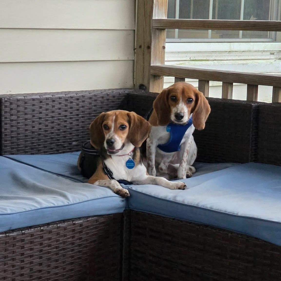Enlarge Huey, a Adoptable Beagle in Avondale, PA image 4/6