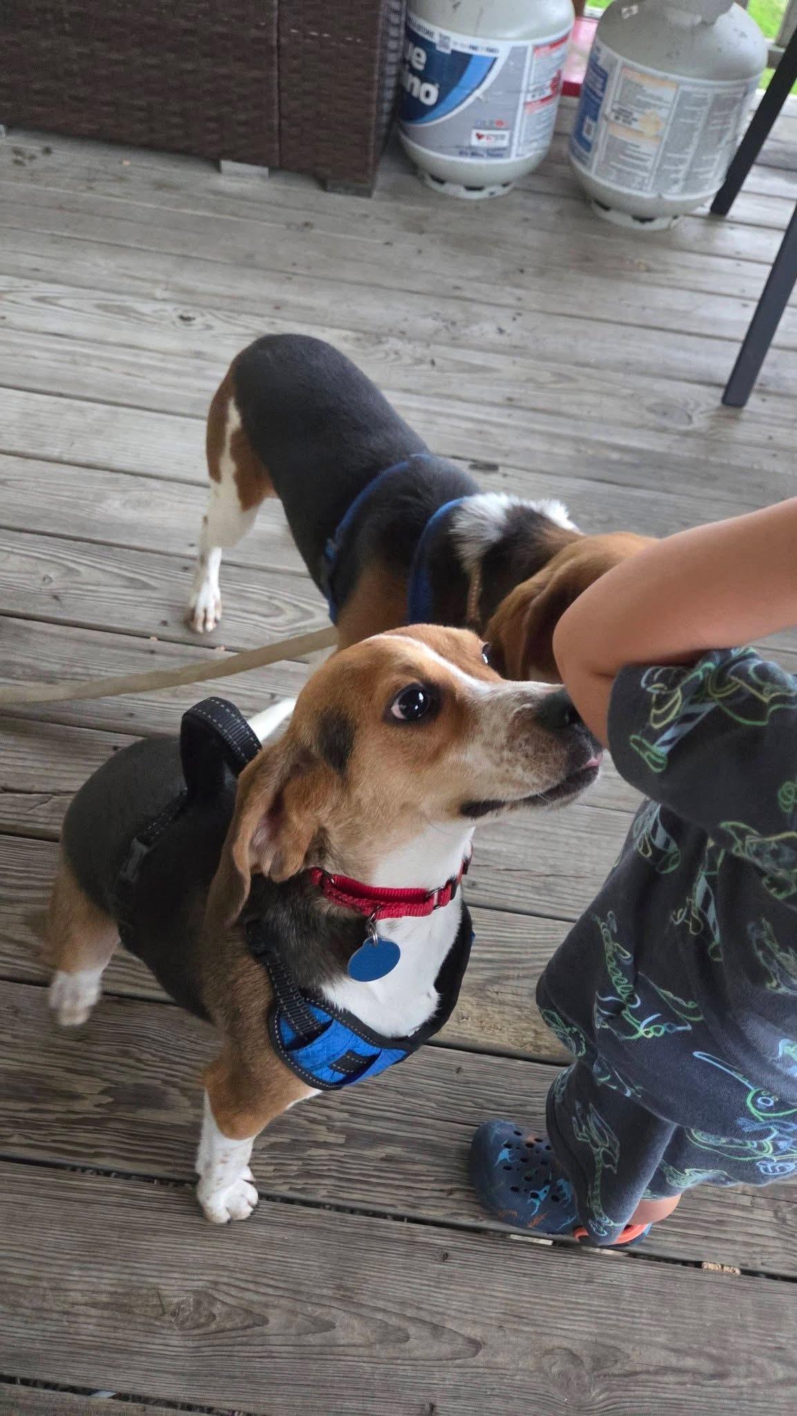 Enlarge Huey, a Adoptable Beagle in Avondale, PA image 3/6