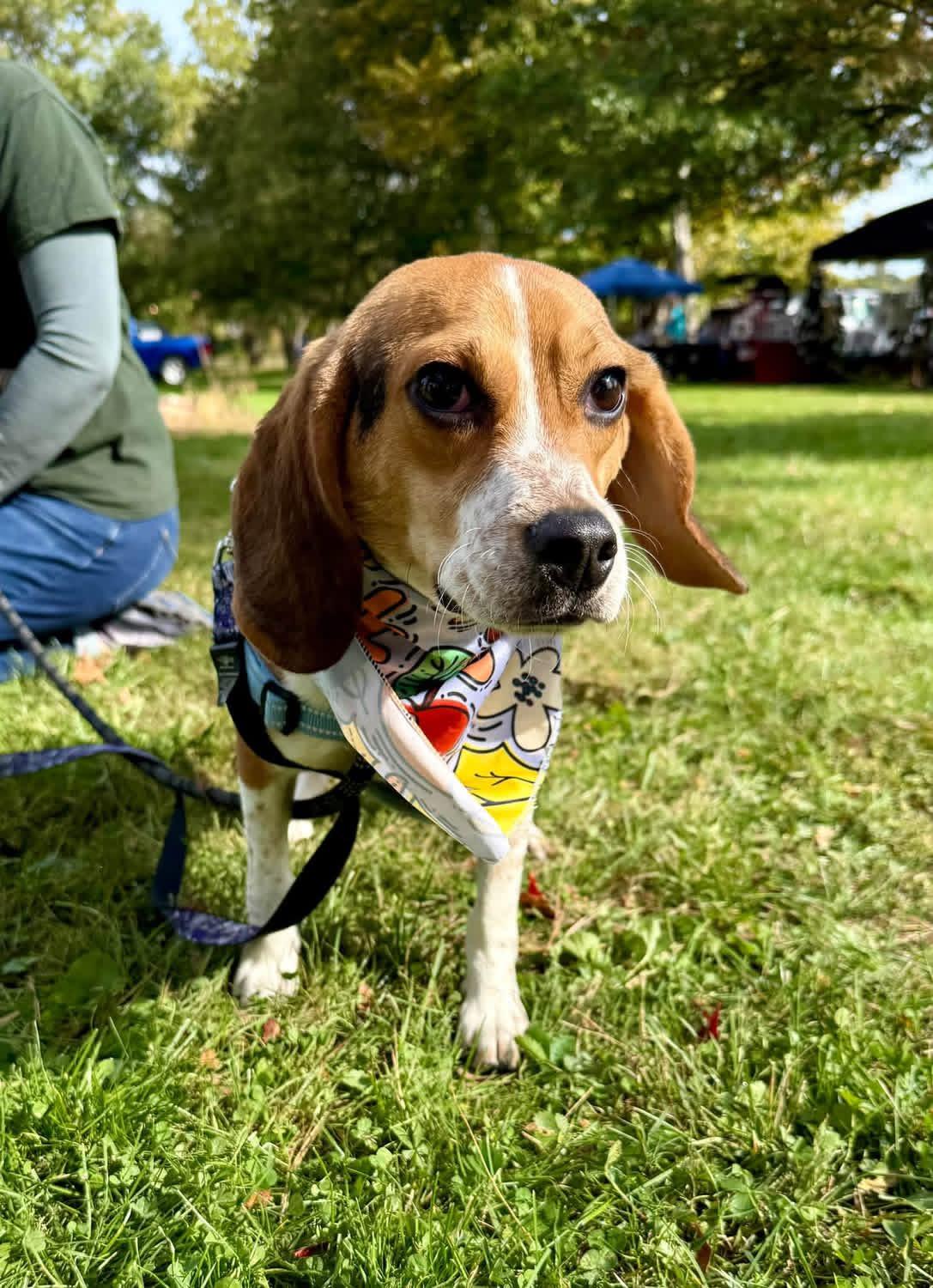 Enlarge Huey, a Adoptable Beagle in Avondale, PA image 6/6