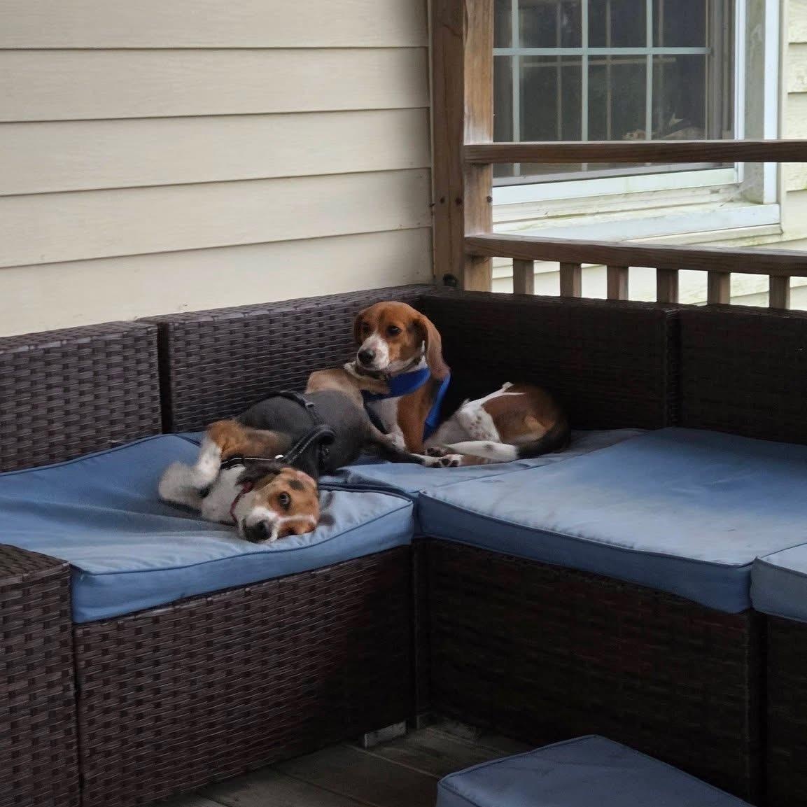 Enlarge Huey, a Adoptable Beagle in Avondale, PA image 5/6