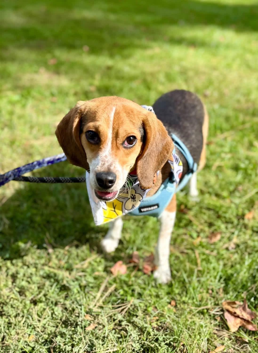 Enlarge Huey, a Adoptable Beagle in Avondale, PA image 1/6