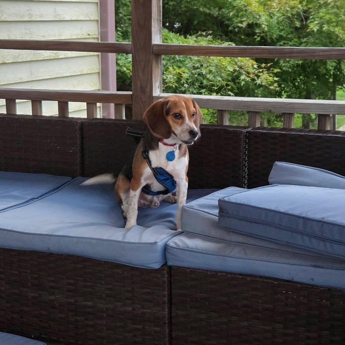 Enlarge Huey, a Adoptable Beagle in Avondale, PA image 2/6