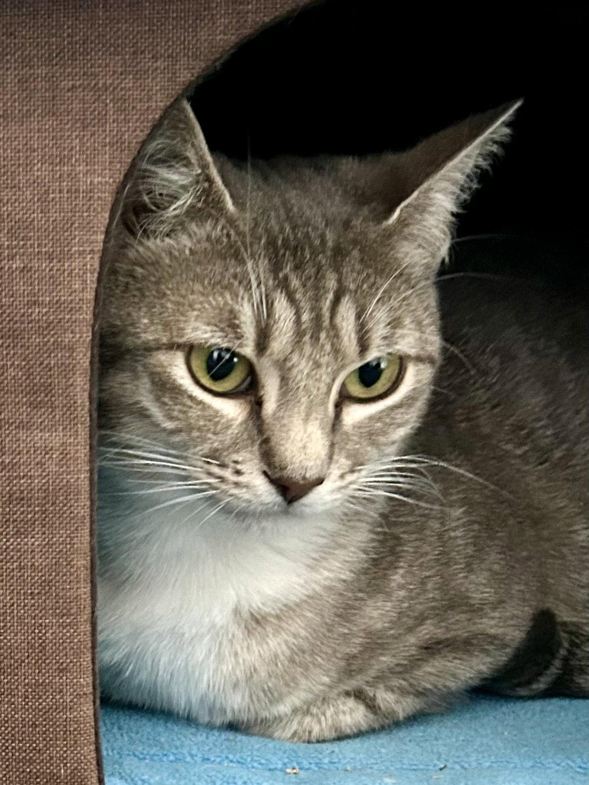 Enlarge Precious Fawn, a Adopted Domestic Short Hair in Plano, TX image 1/3