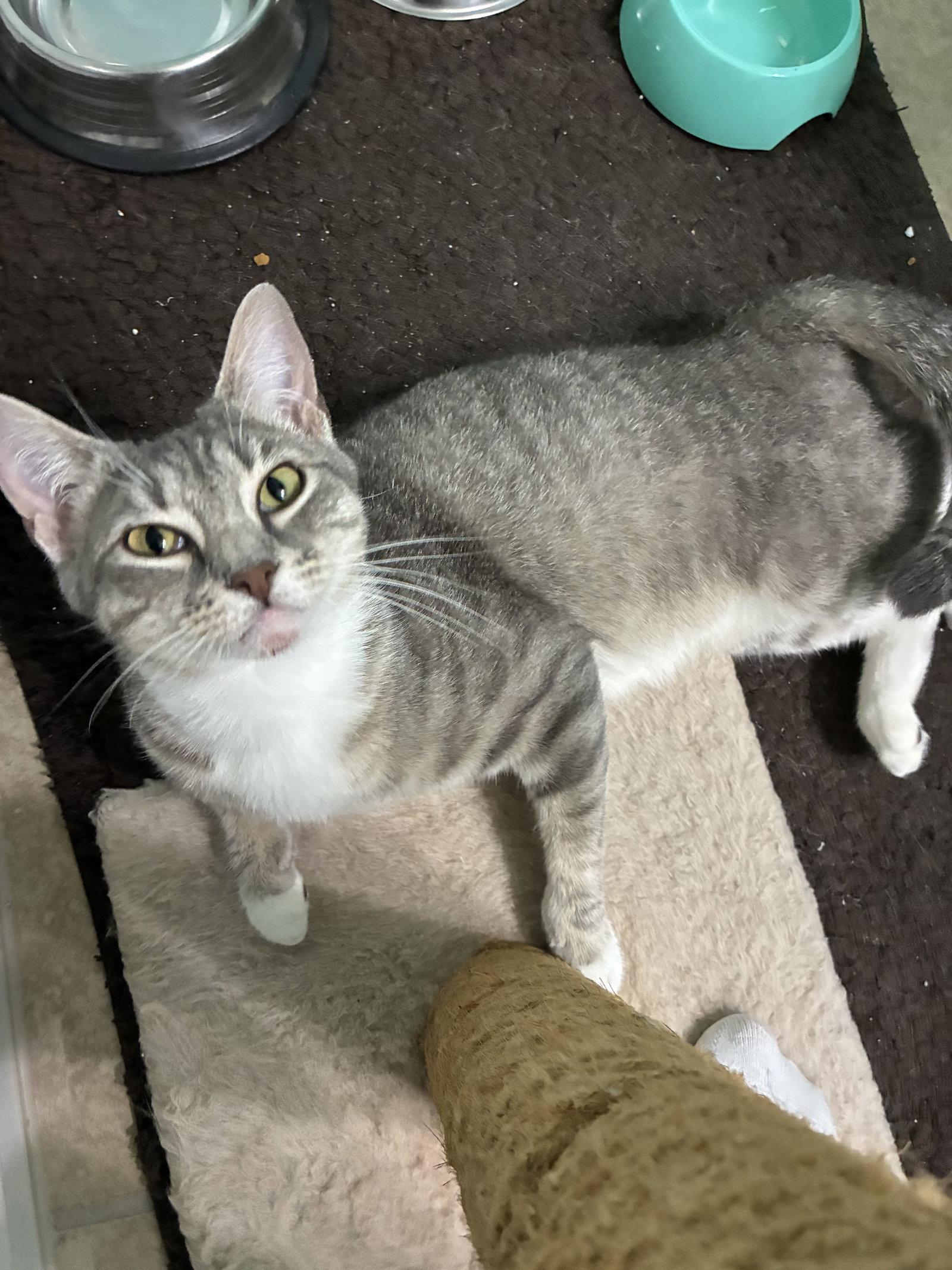 Enlarge Precious Fawn, a Adopted Domestic Short Hair in Plano, TX image 2/3