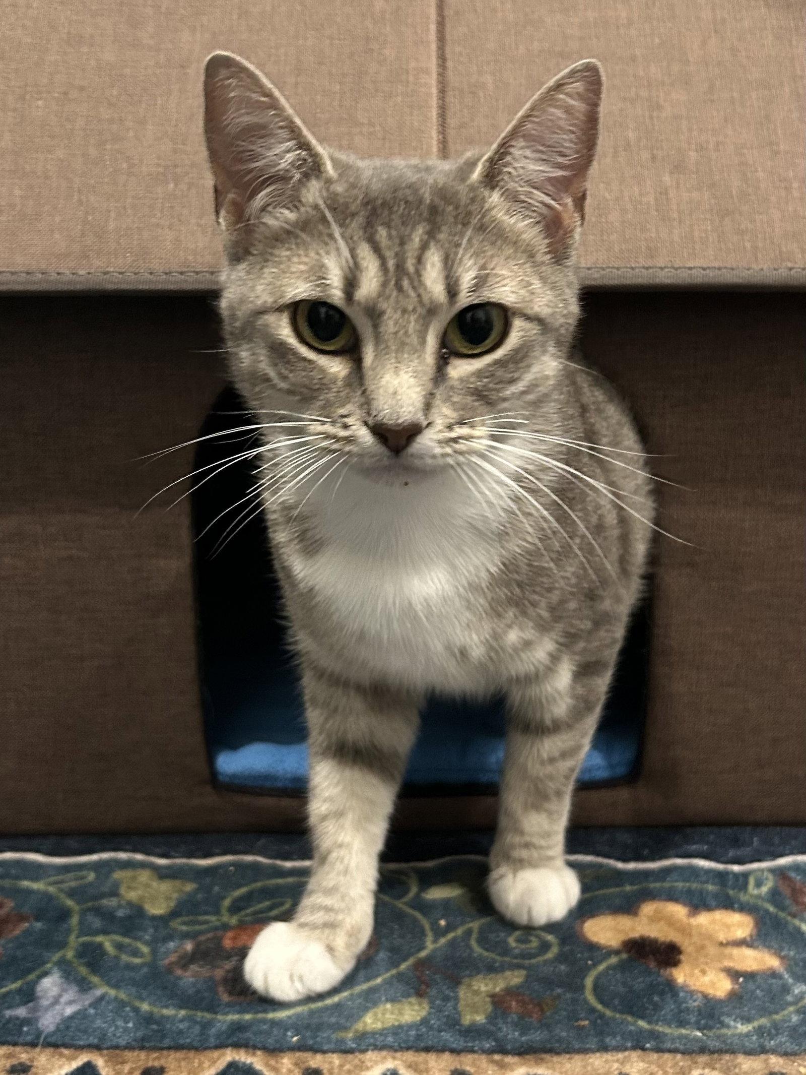 Enlarge Precious Fawn, a Adopted Domestic Short Hair in Plano, TX image 3/3