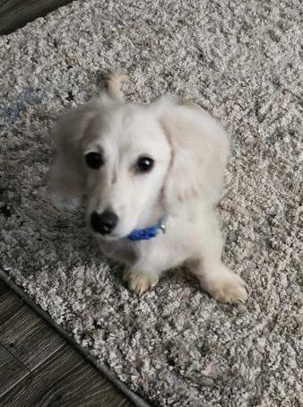 Chewy, ADOPTABLE, Young Male Dachshund.
