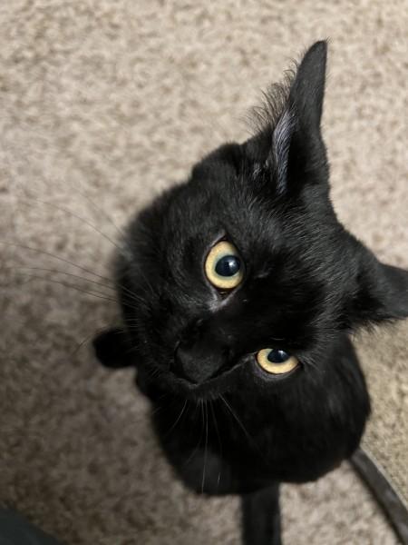 Enlarge Diamond, a Adoptable Domestic Short Hair in Wilmington, NC image 3/4