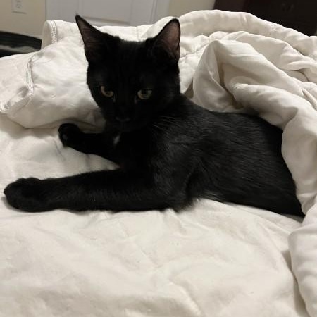 Enlarge Diamond, a Adoptable Domestic Short Hair in Wilmington, NC image 1/4