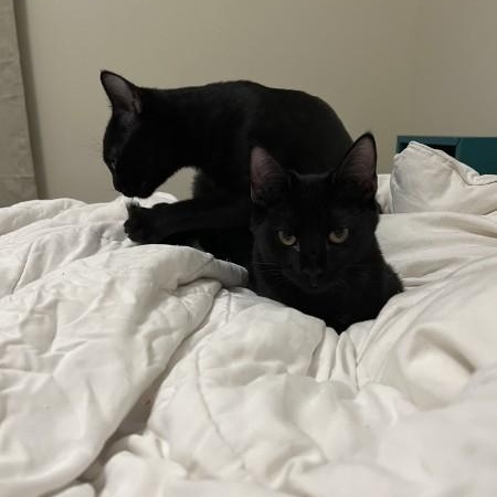 Enlarge Diamond, a Adoptable Domestic Short Hair in Wilmington, NC image 2/4