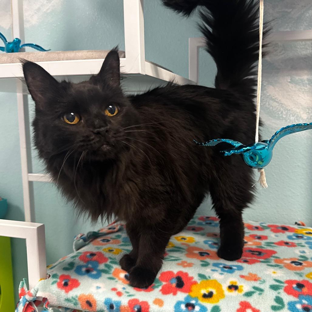 Ravenna, Adoptable, Senior Female Domestic Long Hair.