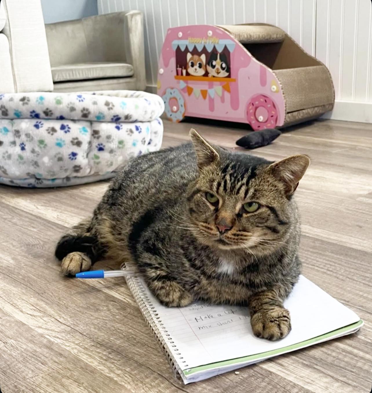 Jeffrey, Adoptable, Adult Male Domestic Short Hair.