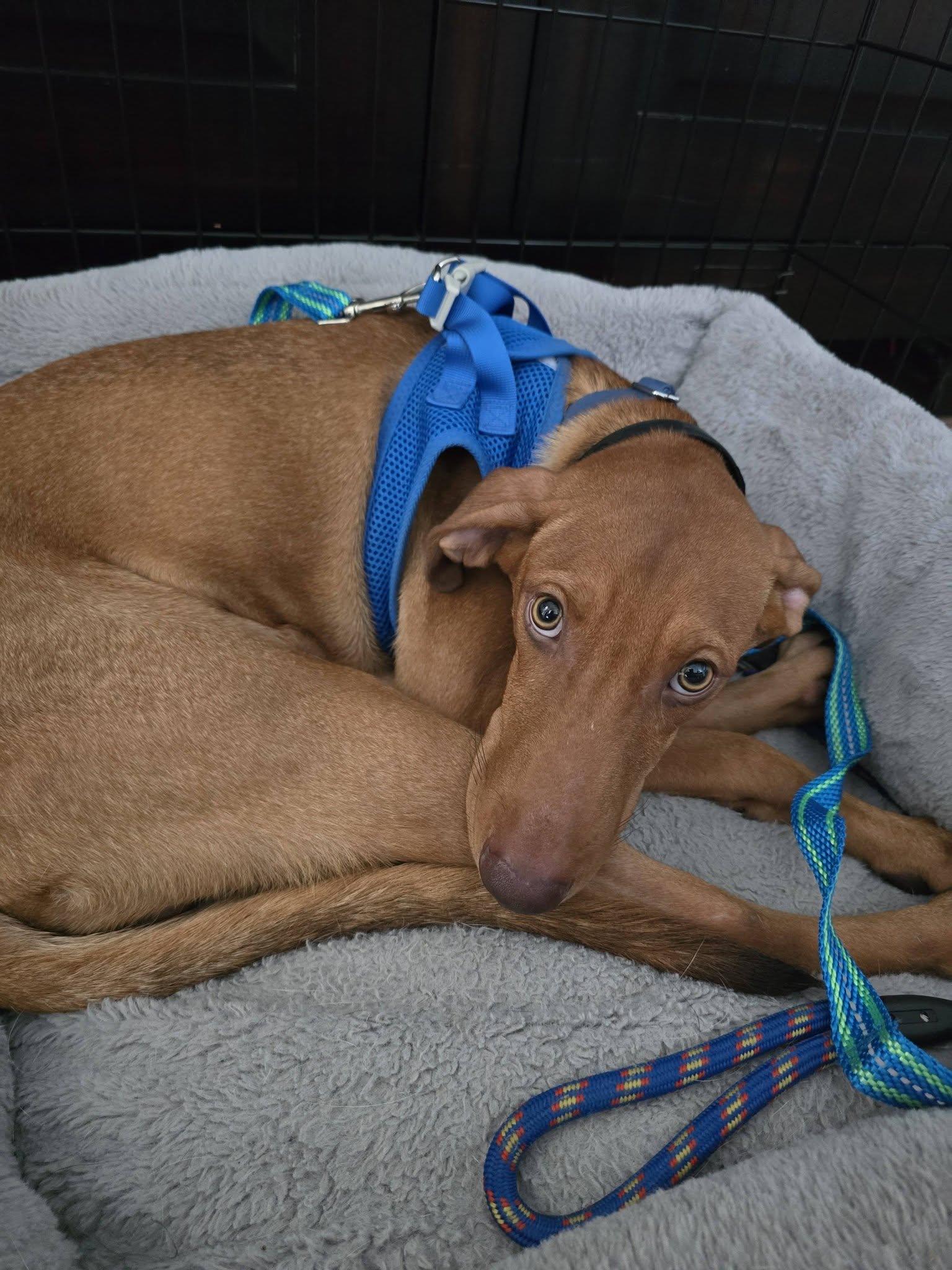 Enlarge Toffee, a ADOPTABLE Mixed Breed in Woodstock, ON image 4/4
