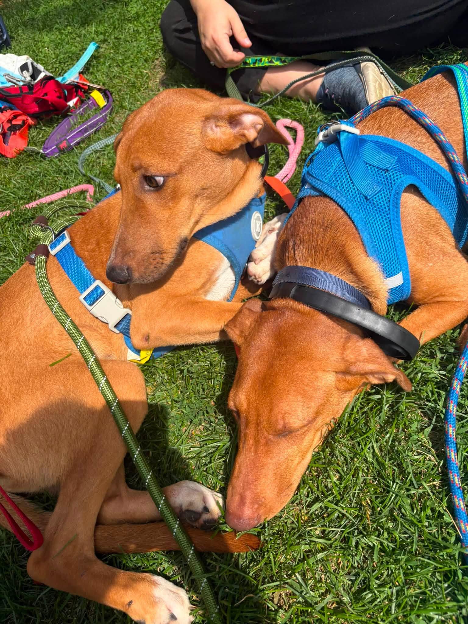Enlarge Toffee, a ADOPTABLE Mixed Breed in Woodstock, ON image 2/4