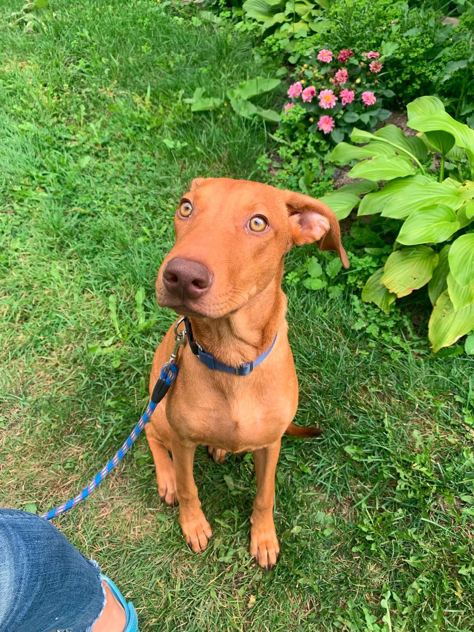 Toffee, ADOPTABLE, Puppy Male Mixed Breed.