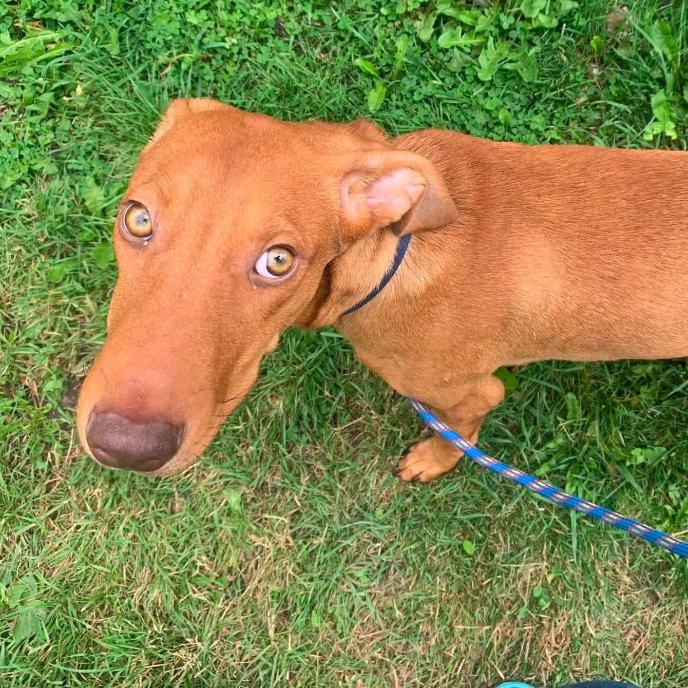 Enlarge Toffee, a ADOPTABLE Mixed Breed in Woodstock, ON image 3/4
