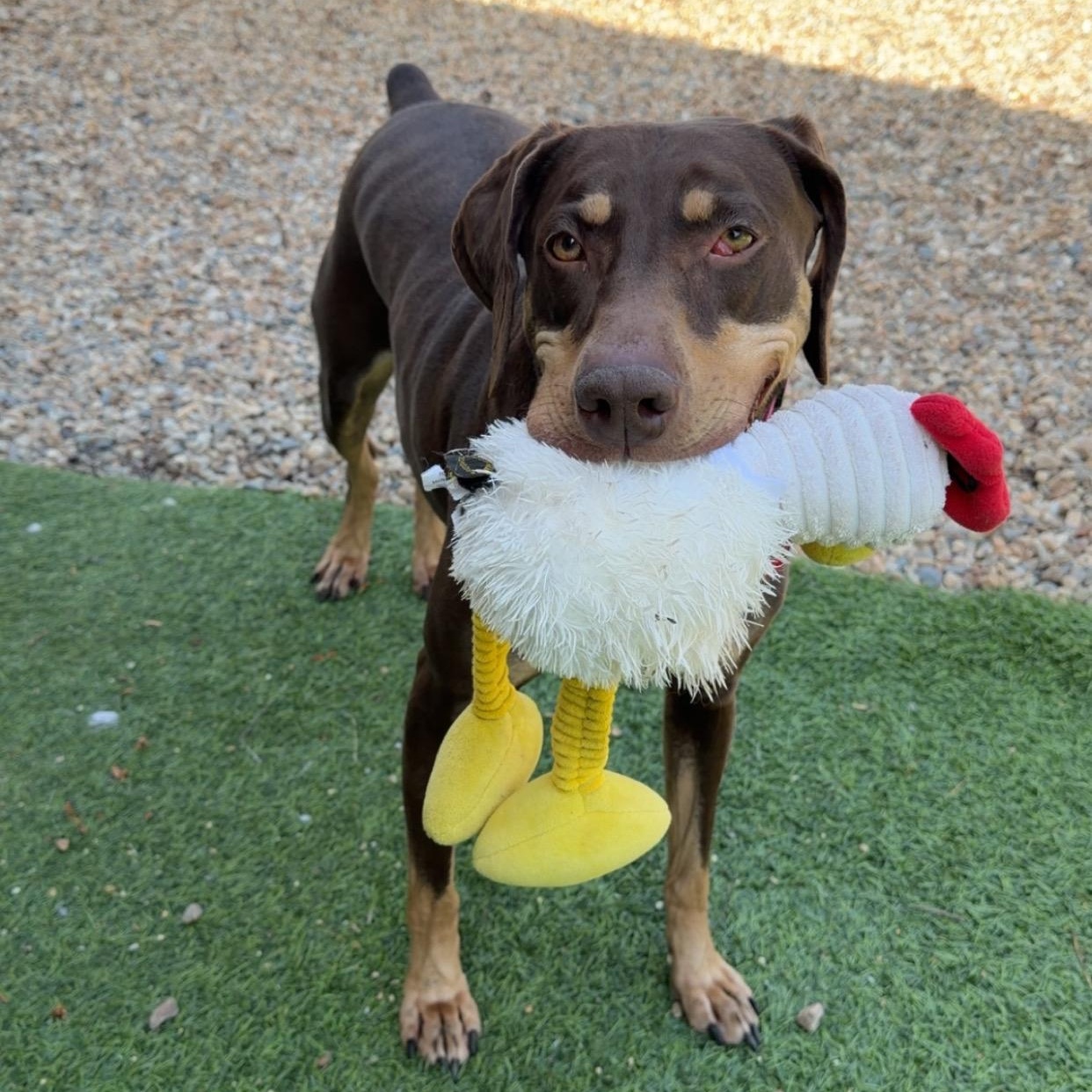 Enlarge KAYA, a ADOPTABLE mixed breed in Gardner, MA image 1/2