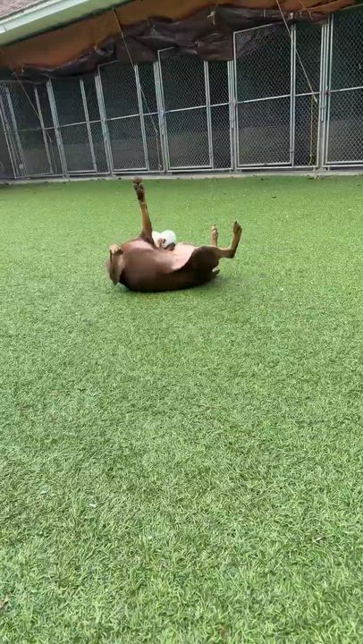 Enlarge KAYA, a ADOPTABLE mixed breed in Gardner, MA video 2/2