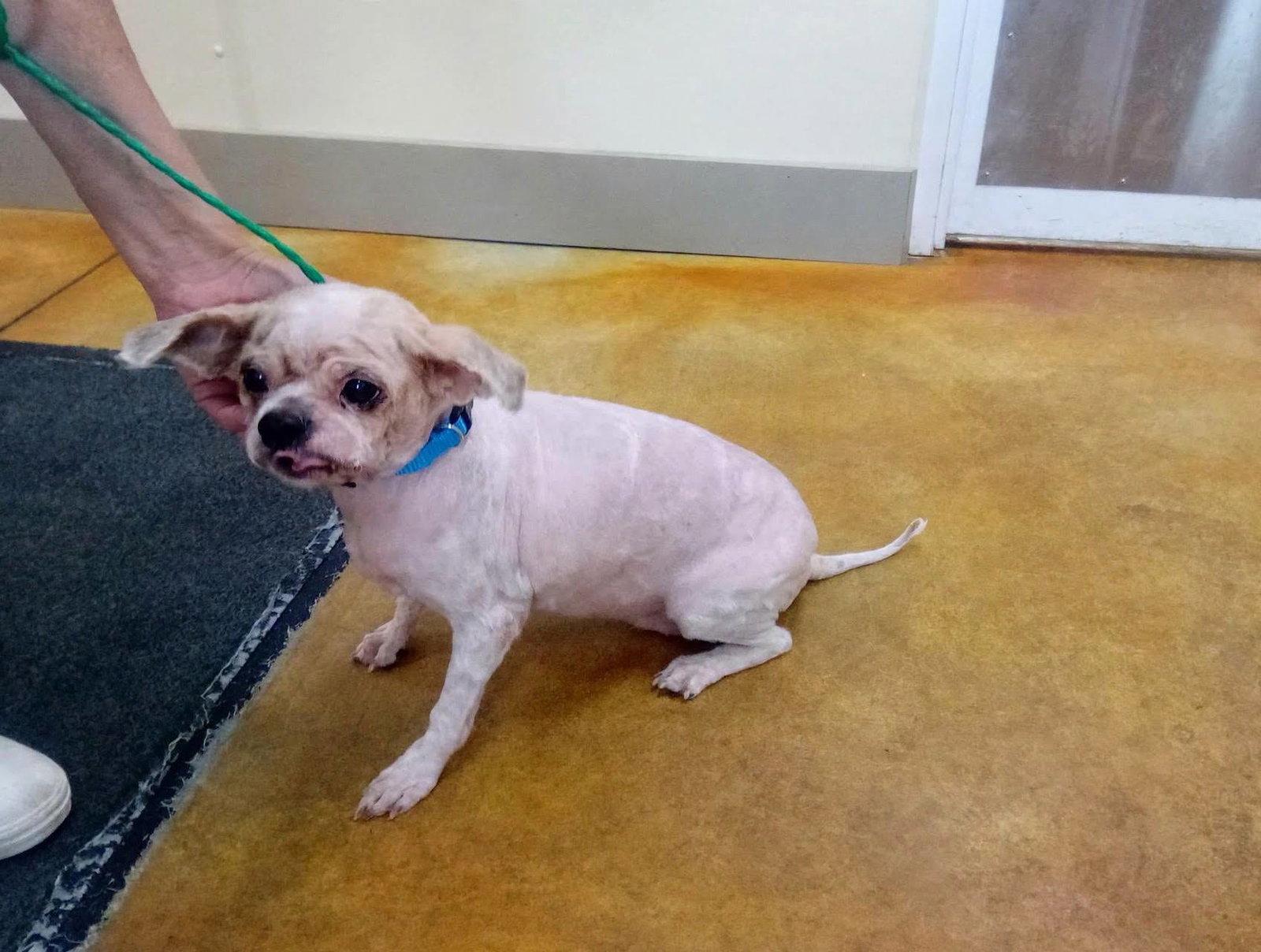 Glenda (senior dog - fee waived), a Adopted mixed breed in Austin, MN image 1/3