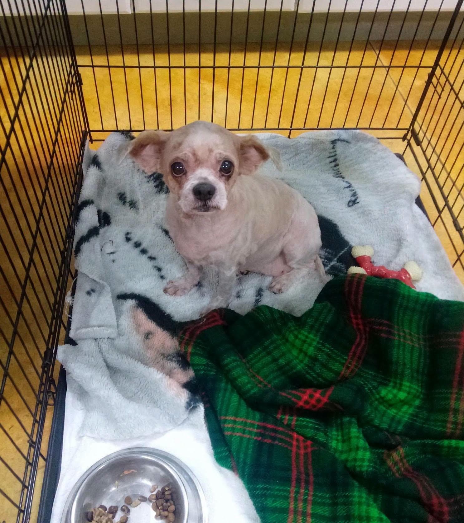 Glenda (senior dog - fee waived), a Adopted mixed breed in Austin, MN image 2/3