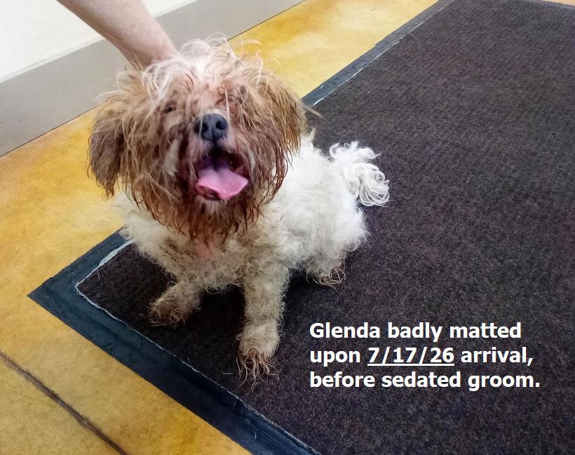 Glenda (senior dog - fee waived), a Adopted mixed breed in Austin, MN image 3/3