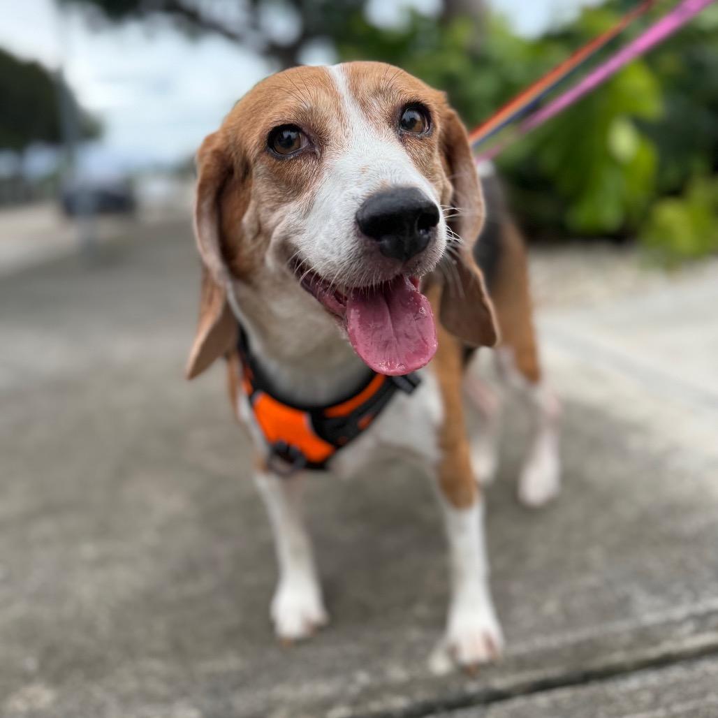 Eva, Adoptable, Adult Female Beagle.