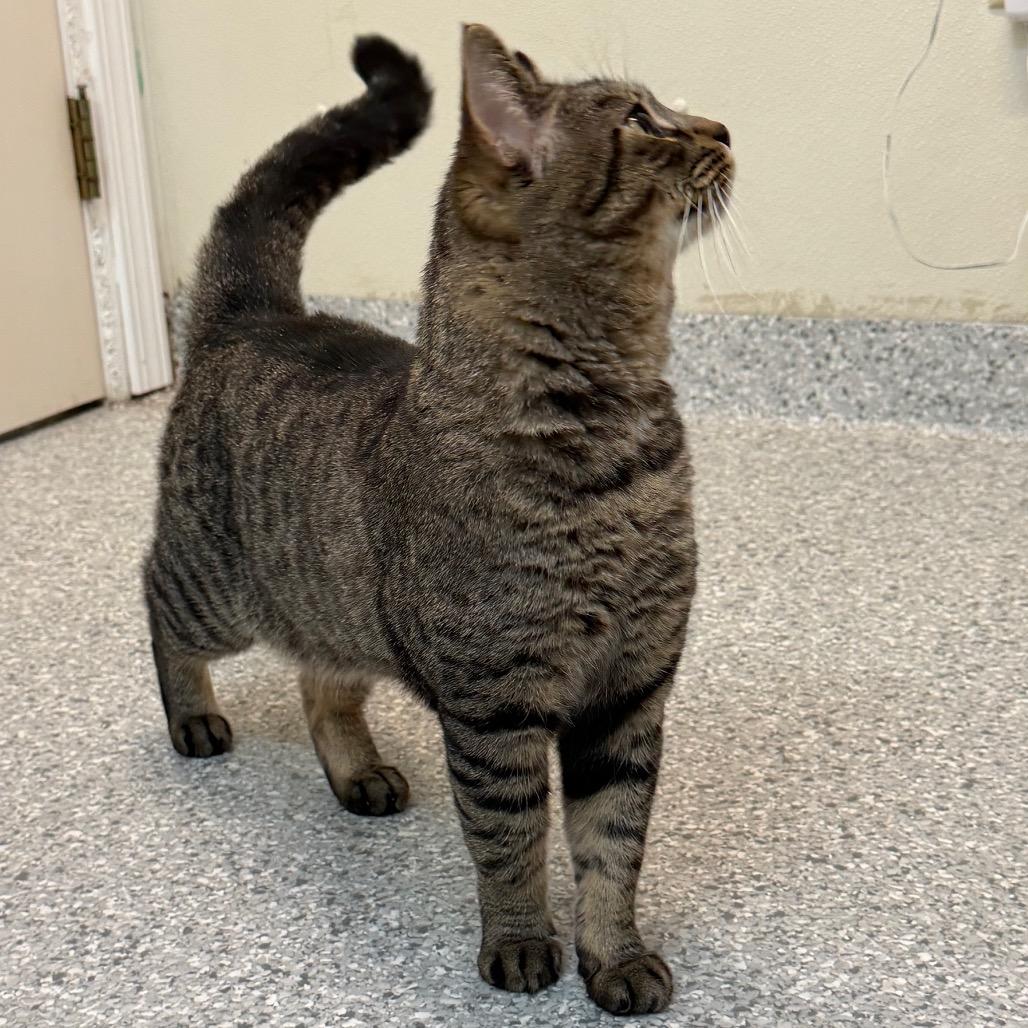 Moe, Adoptable, Adult Male Domestic Short Hair.