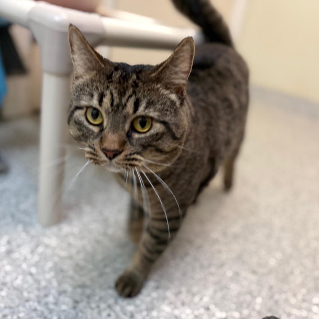 Moe, a Adoptable Domestic Short Hair in Enfield, NH image 2/6