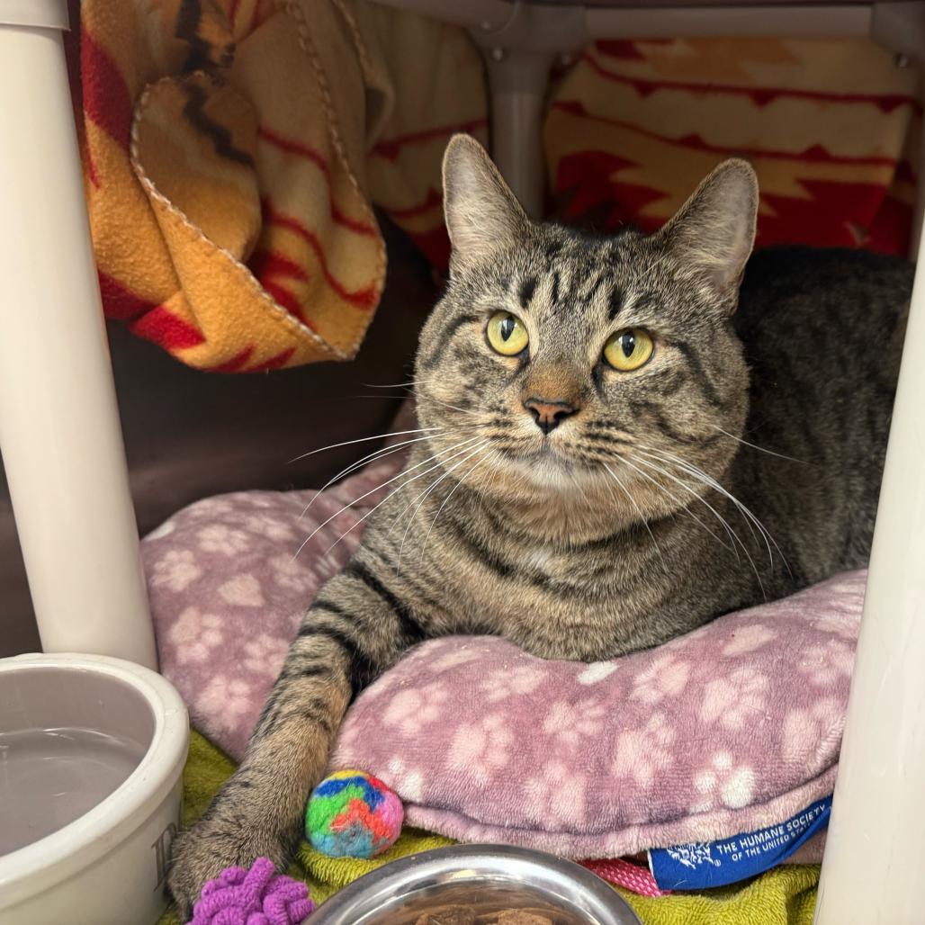 Moe, a Adoptable Domestic Short Hair in Enfield, NH image 3/6