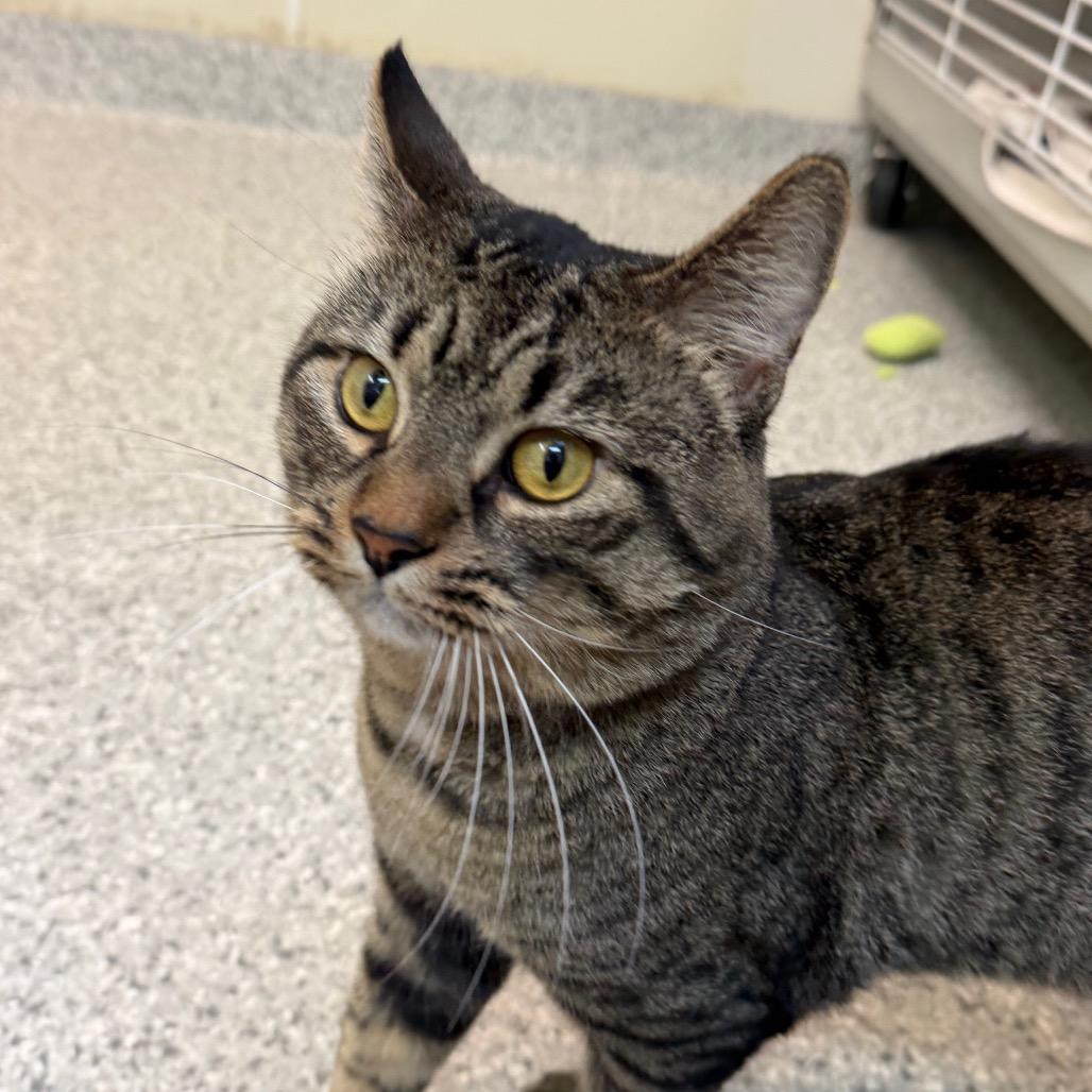 Moe, a Adoptable Domestic Short Hair in Enfield, NH image 4/6