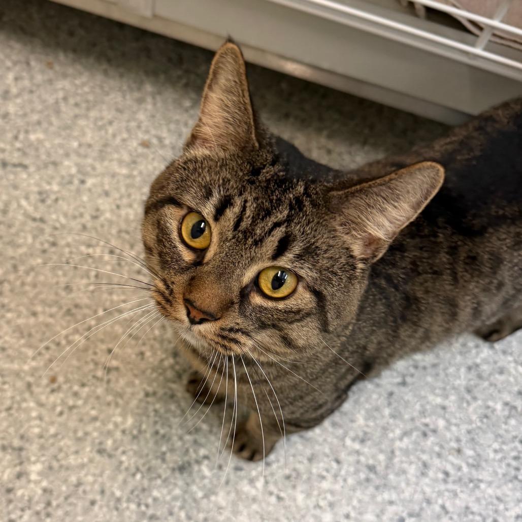 Moe, a Adoptable Domestic Short Hair in Enfield, NH image 5/6
